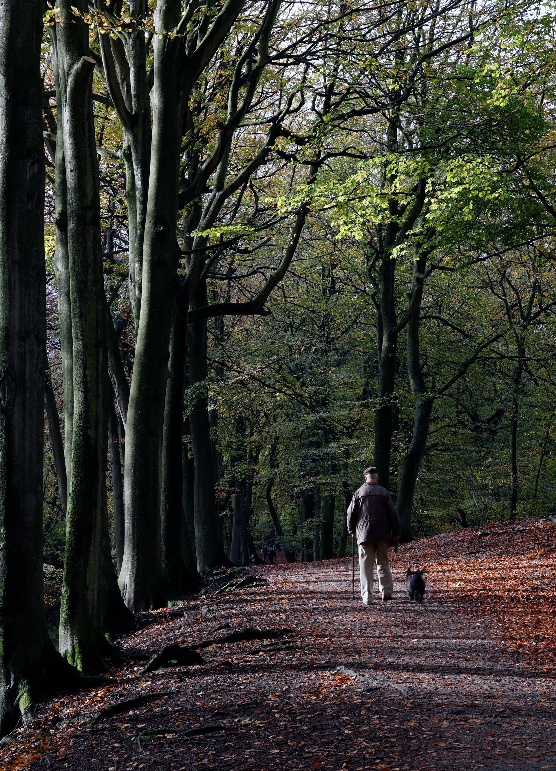 Wandelaar met hond in een herfstige beukenlaan, Park Clingendael