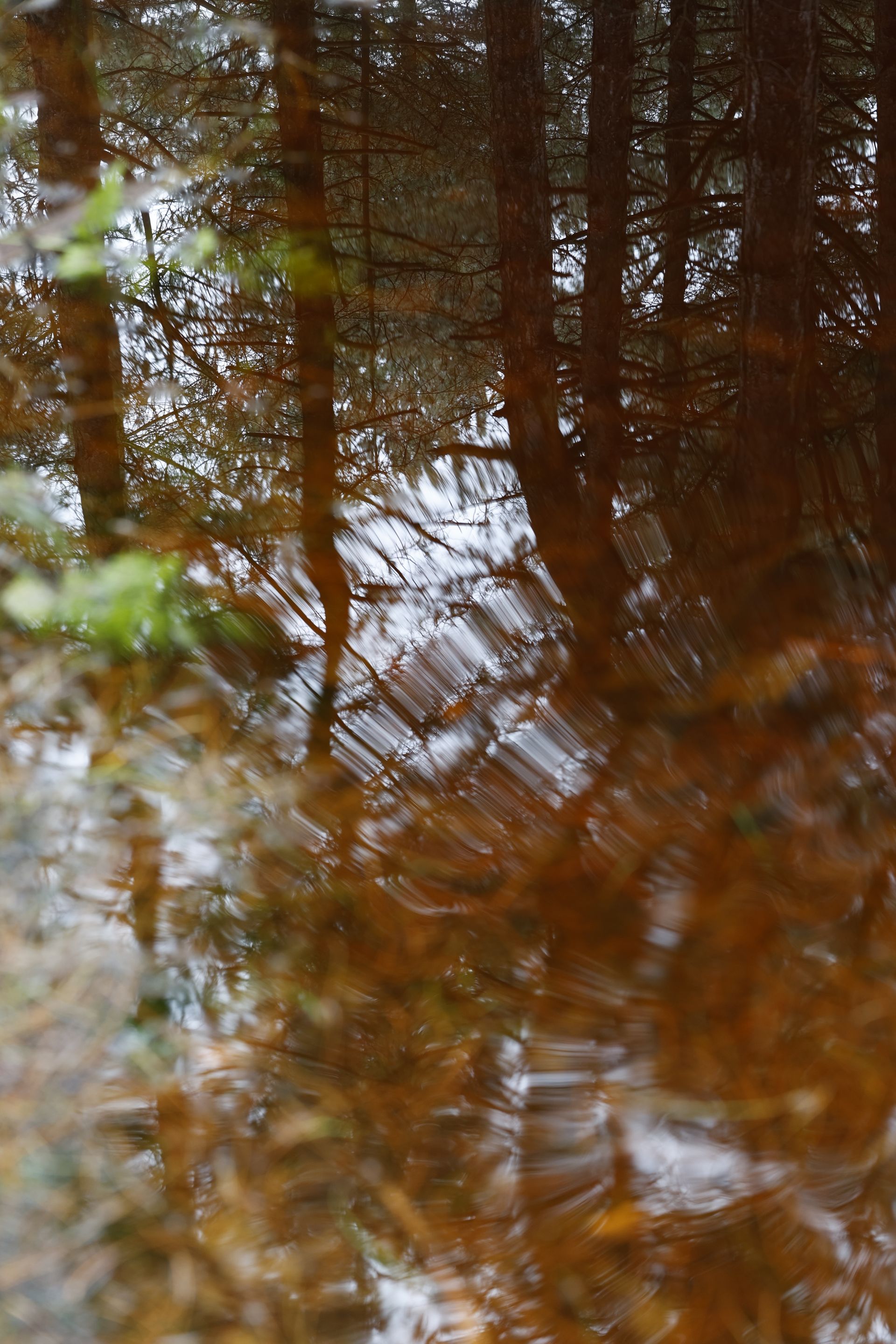 Vervormde reflectie van bomen in bewegend water, Hoornse Bos